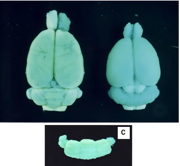 Gambar 3. Perbandingan pola arah foliasi pada (anak panak); (A) cerebelum tikus dewasa kontrol dan (B) tikus iradiasi masa prenatal (pada umur kehamilan 21 hari/UK 21 hari (C) tikus yang iiradiasi sinar X pada postnatal (saat anak mencit umur 4 hari/P4)