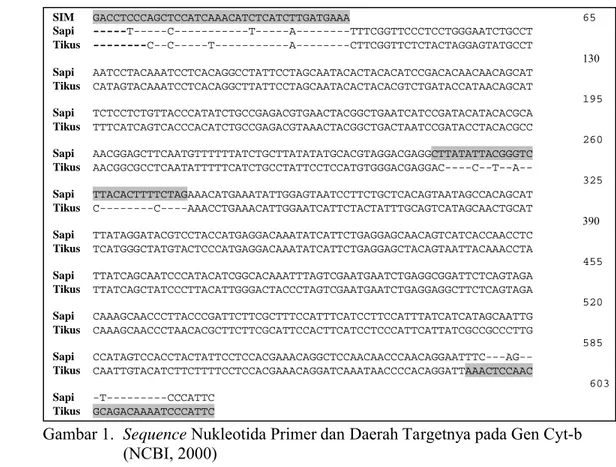 Gambar 1.  Sequence Nukleotida Primer dan Daerah Targetnya pada Gen Cyt-b         (NCBI, 2000)