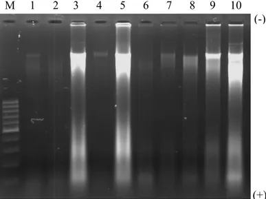 Gambar 2.  Hasil Elektroforesis DNA Bakso dalam 1% Gel Agarose.