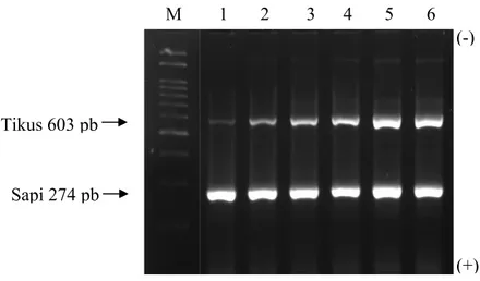 Gambar 3. Hasil Amplifikasi DNA dalam 2% Gel Agarose. M: Marker 100 pb, 1:  Tikus 1%, 2: Tikus 5%, 3: Tikus 10%, 4: Tikus 15%,  5: Tikus 20%, 6:  Tikus 25%