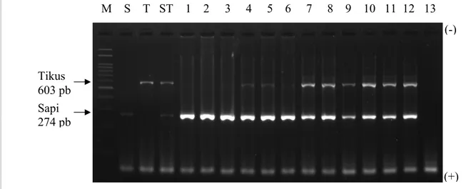 Gambar  4.    Hasil  Amplifikasi  DNA Bakso  dengan  Campuran  Daging  Tikus  dalam  2% Gel Agarose