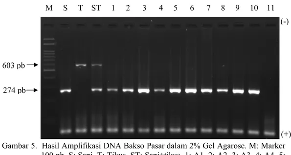 Gambar 5.  Hasil Amplifikasi DNA Bakso Pasar dalam 2% Gel Agarose. M: Marker  100 pb, S: Sapi, T: Tikus, ST: Sapi+tikus, 1: A1, 2: A2, 3: A3, 4: A4, 5:  A5, 6: A6, 7: A7, 8: B1, 9: J1, 10: J2, 11: Air.