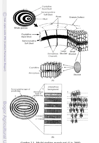 Gambar 2.3.  Model struktur granula pati (Liu, 2005) 