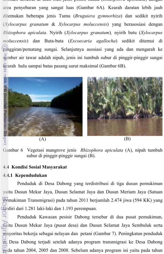 Gambar  6    Vegetasi  mangrove  jenis    Rhizophora  apiculata  (A),  nipah  tumbuh  subur di pinggir-pinggir sungai (B)