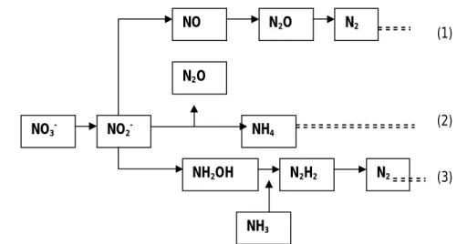 Gambar 2 Lintasan reduksi nitrat oleh aktivitas bakteri (1) Denitrifikasi,