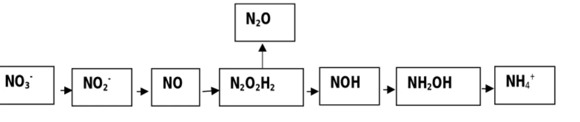 Gambar 3  Bagan pembentukan N 2 O pada reduksi nitrat oleh bakteri DNRA (Darjamurni 2003) NH 4 +NH2OHN2O2H2NOHNO3-NONO2-N2O