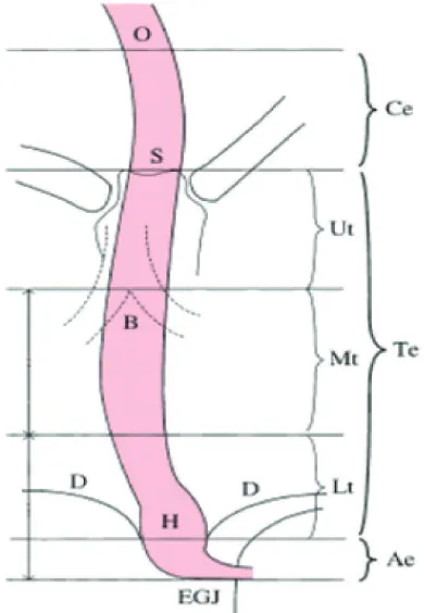 FIGURE 5. Five parts of the esophagus. O: esophageal oriice; S: upper margin of the sternum; B: tracheal bifurcation; D: diaphragm; EGJ: esophagogastric junction; H: esophageal hi-atus