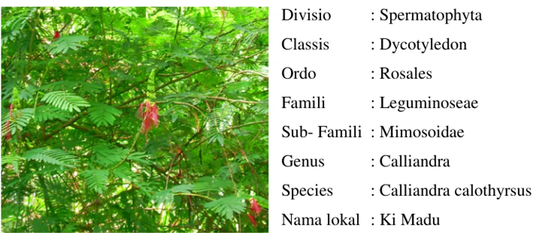 Gambar 2. Tanaman Kaliandra Bunga Merah   (Calliandra calothyrsus ) 