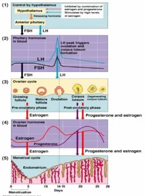 Gambar tersebut memberikan informasi mengenai keadaan pertumbuhan danperkembangan folikel, kondisi hormon-hormon yang terlibat, dan perkembangandinding uterus (endometrium).