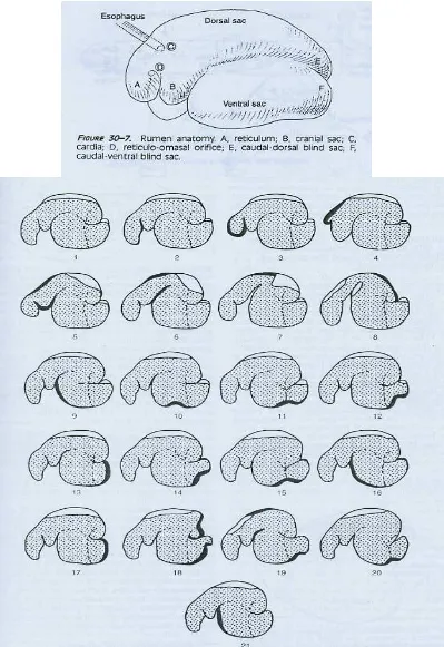 Gambar 2. Urutan kontraksi retikulo-rumen pada domba yang istirahat                            (Sumber : Wyburn, 1980) 