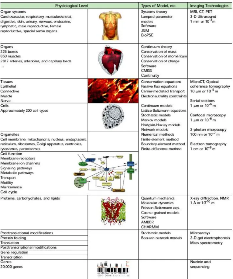 Gambar 1 : Analogi konsep fisika teknik – biomedik (Hunter, Nielsen; 2005) 