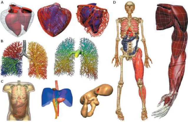 Gambar 2 : Anatomi level organ dengan metode elemen hingga (Hunter, Nielsen; 2005)   A