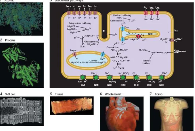 Gambar  3a.  menunjukkan  program  CellML  yang  menampilkan  karakteristik  saluran  ion  sel  jantung  yang  menghasilkan  potensial  aksi  membran
