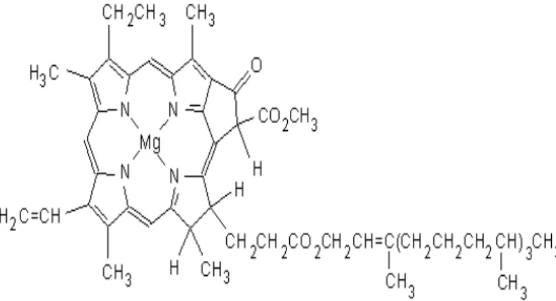 Gambar 2.7. Mg terdapat pada struktur molekuler klorofil (Poruka dalam  skripsi Arrohmah, 2007) 