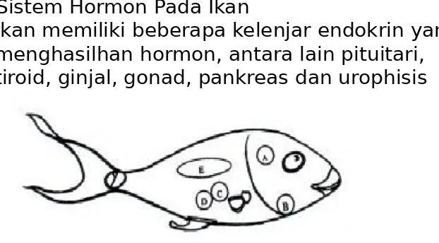 Gambar 1. Diagram lokasi kelenjar endokrin pada ikan; (A). Pitiutari, (B). Tiroid, (C)