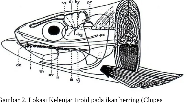 Gambar 2. Lokasi Kelenjar tiroid pada ikan herring (Clupea 
