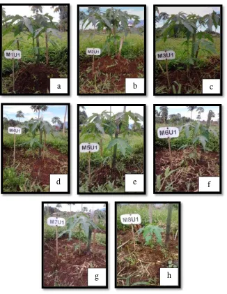 Gambar 4  Keragaan tanaman pepaya pada 6 MST di lapangan; a: M1, b: M2,         c: M3, d: M4, e: M5, f: M6, g: M7 dan h: M8