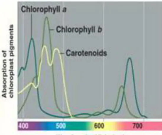 Gambar 4. Spektra absorpsi (Campbell et al                      2000) 