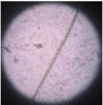 Gambar 16. Sel Spirulina fusiformis   Berdasarkan  kurva  pertumbuhan  seperti  yang  terdapat  pada  Gambar  17,  dapat  diketahui  bahwa  fase  lag  terjadi  mulai  hari   ke-1 sampai hari ke-7