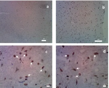FIGURE 2. Prefrontal cortex area sectioning after cressyl fast violet staining.
