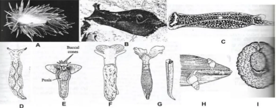 Gambar 2.4 Sub Kelas Opistobranchia 