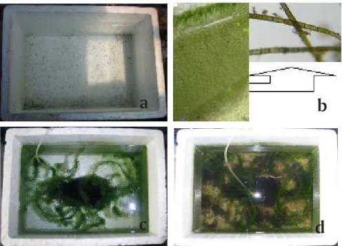Gambar 1. a) Styrofoam box sebelum diisi air; b) Seminggu setelah diisi air, muncul Spyrogira (alga hijau air tawar) pada dinding styrofoam; c) Wadah siap ditebar udang; d) Kondisi wadah setelah udang memijah