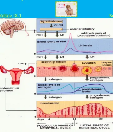 Gambar 1. Siklus Menstruasi. Siklus mentruasi ini melibatkan kompleks hipotalamus-hipofisis-ovarium.