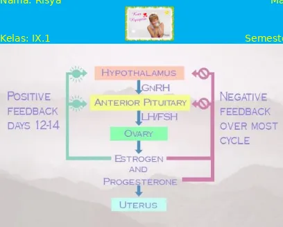 Gambar 3. Siklus Hormonal