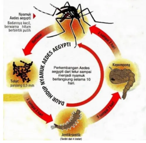 Gambar  4        Siklus  hidup  nyamuk  Aedes  aegypti 