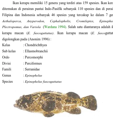 Gambar 1. Ikan kerapu macan Epinephelus fuscoguttatus stadia benih 