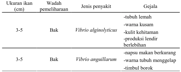 Tabel 1. Tinjauan penyakit bakterial pada ikan kerapu macan Epinephelus fuscoguttatus (Koesharyani et al