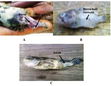 Gambar 3. Tanda-tanda benih ikan kerapu macan  Epinephelus fuscoguttatus yang terinfeksi penyakit: A: borok pada kulit dan penggeripisan ekor;        B: warna kulit yang memutih; C: borok pada ekor  
