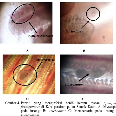 Gambar 4.  Parasit yang menginfeksi benih kerapu macan Epinephelus fuscoguttatus di KJA perairan pulau Semak Daun: A: Myxosporea pada insang; B: Trichodina; C: Metacercaria pada insang; D: 