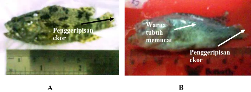 Gambar 5. Ikan kerapu macan Epinephelus fuscoguttatus yang diperiksa; A: diambil dari KJA periran pulau Semak Daun; B: diambil dari KJA perairan pulau Karang Congkak