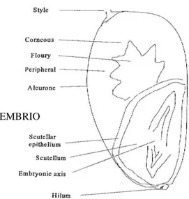 Gambar 1. Struktur biji jewawut (FAO, 1995) EMBRIO 