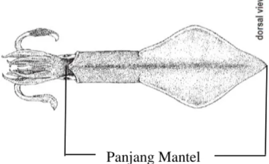 Gambar 1. Pengukuran Panjang mantel cumi-cumi (pandangan dorsal) 