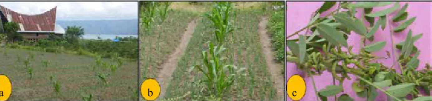 Gambar 2.  Cara budi daya bawang merah di Samosir (a), tanaman jagung sebagai tanaman  sela (b) dan tanaman pupuk hijau yang dipergunakan sebagai salah satu pupuk  organik (c)