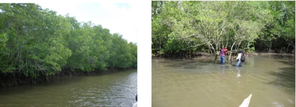 Gambar 2. Kawasan Mangrove TNAP yang didominasi jenis Rhizophora Kerapatan  vegetasi  yang  tinggi  sangat  memungkinkan  kawasan  tersebut digunakan untuk silvofishery khusunya model empang parit, karena hal ini menunjukkan ketersediaan bahan organik yang