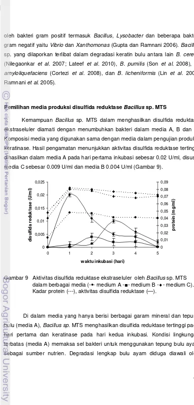 Gambar 9   Aktivitas disulfida reduktase ekstraseluler  oleh Bacillus sp. MTS  