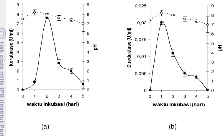 Gambar 10 Aktivitas keratinase ekstraseluler (a) dan disulfida reduktase (b) serta 