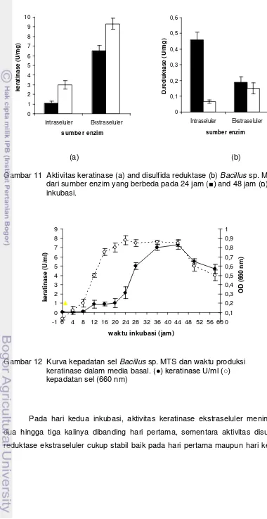 Gambar 11  Aktivitas keratinase (a) and disulfida reduktase (b) Bacillus sp. MTS  