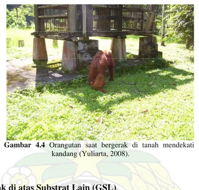 Gambar 4.4 Orangutan saat bergerak di tanah mendekati  kandang (Yuliarta, 2008). 
