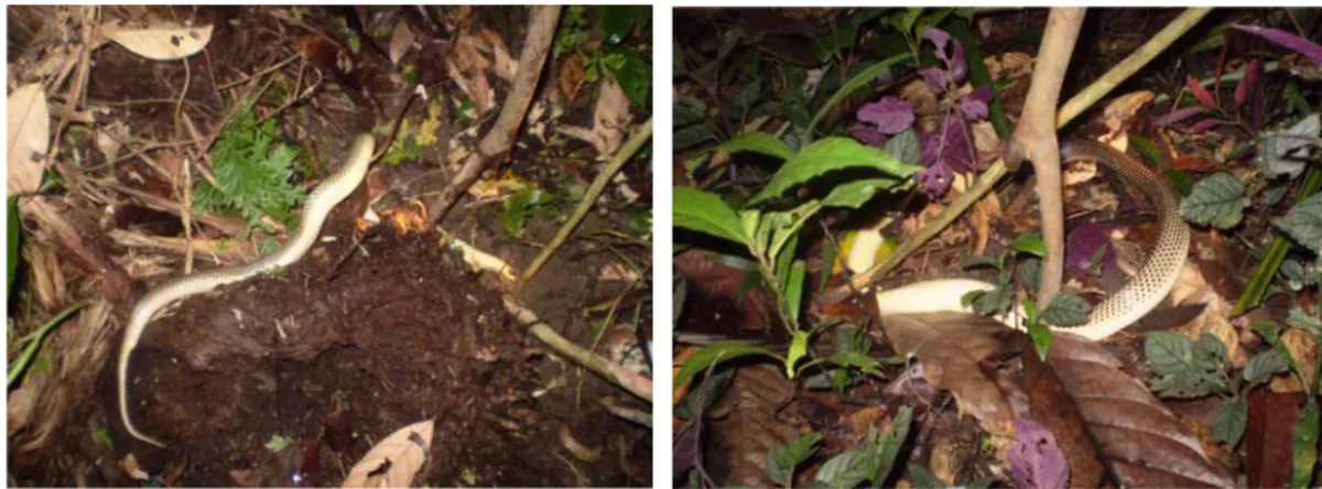Gambar 6  Ular M. ikaheka yang tertangkap di serasah dan semak pada        kebun campuran di Manokwari 