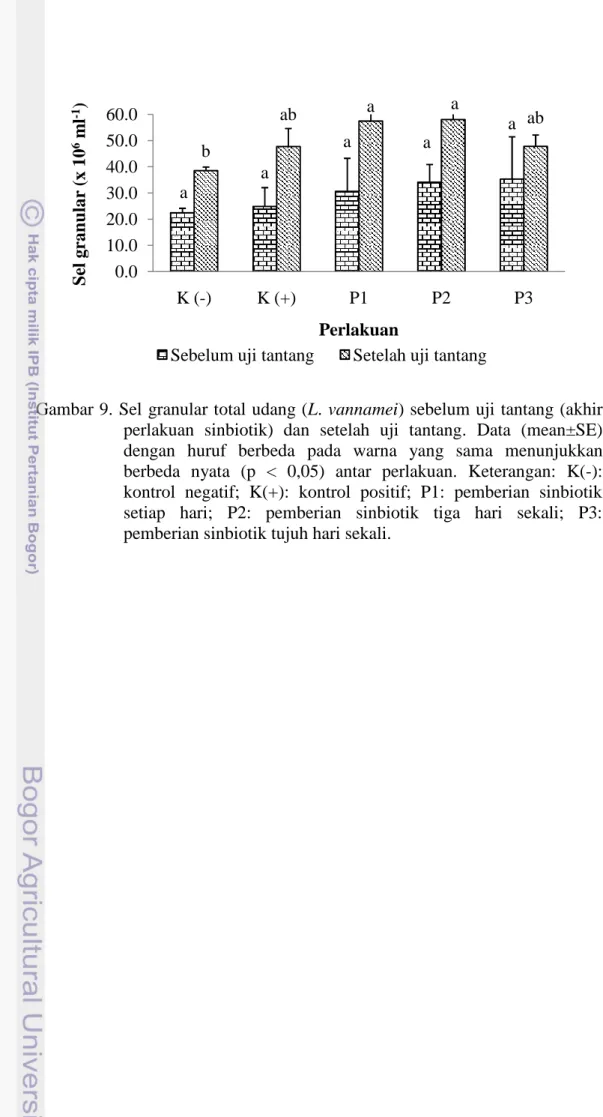 Gambar 9. Sel granular total udang (L. vannamei) sebelum uji tantang (akhir perlakuan  sinbiotik)  dan  setelah  uji  tantang