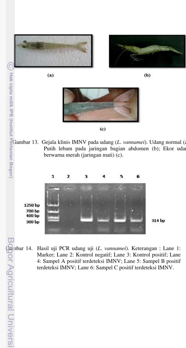 Gambar 13.  Gejala klinis IMNV pada udang (L. vannamei). Udang normal (a);