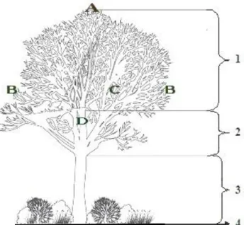 Gambar 2  Penyebaran burung pada strata vertikal dan arsitektur pohon  Lokasi sebaran aktivitas burung di pohon secara horizontal dikelompokkan  kedalam 4 bagian