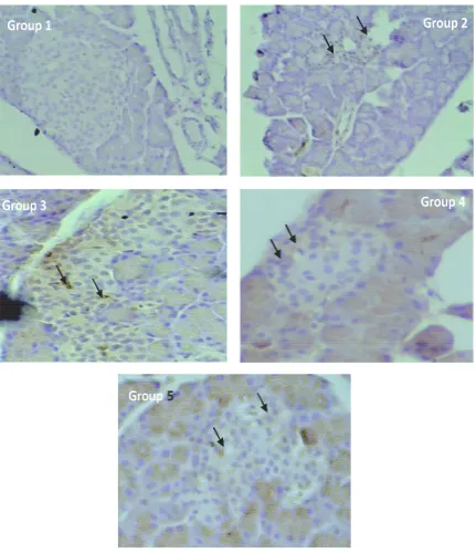 FIGURE 1.RAGE expression in Langerhans islets in normal rats (Group 1), diabetic rats withouttreatment (Group 2), and diabetic rats after ingestion of yellow soybean powder suspension(Group 3-5)