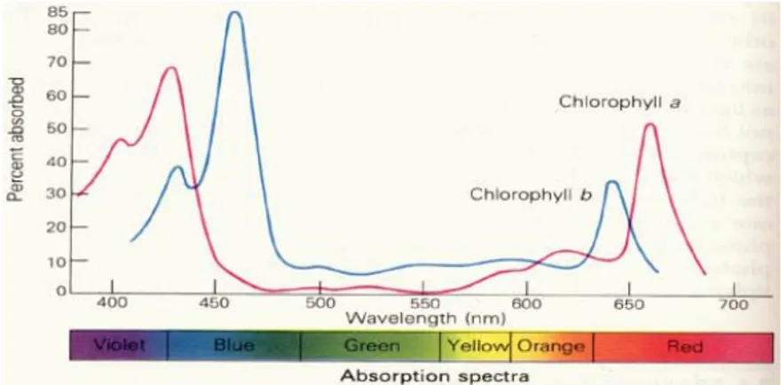 Gambar 2. Grafik nilai absorbsi klorofil-a dan klorofil-b pada panjang gelombang  tampak (Ritchie dan Cooper, 2000)