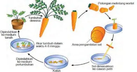 Gambar 1.10 Langkah teknik kultur jaringan pada tanaman wortel 