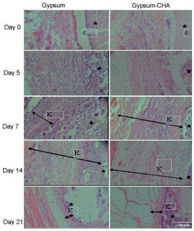 FIGURE 2. The histological soft tissue post implantation of gypsum and combination gypsum-CHA